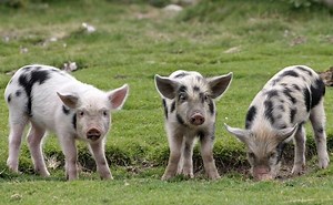 Animal Farm Chapter 3 | VCE Media, Victorian Curriculum, Media Arts, digital literacy, media education, filmmaking