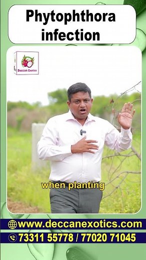 How to Identify and Manage Phytophthora Disease in Avocado Trees | Deccan Exotics #ytshort #igdeccan
