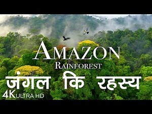 amazon rainforest | amazon | amazon jungle | amazon 4k | amazon forest | amazon wildlife