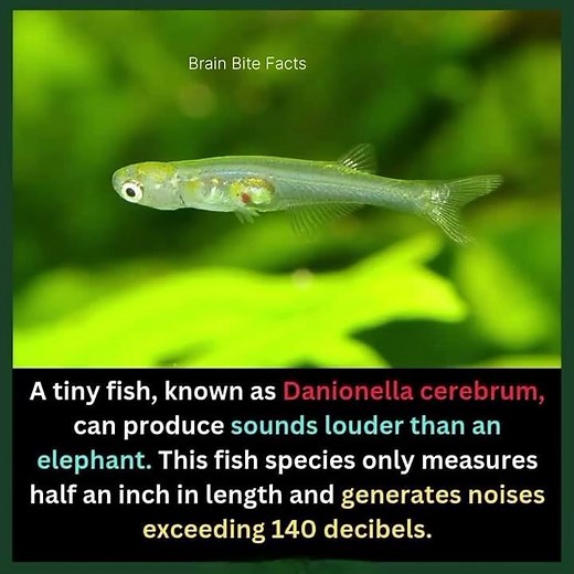 This Mini Fish Can Outshout an Elephant!