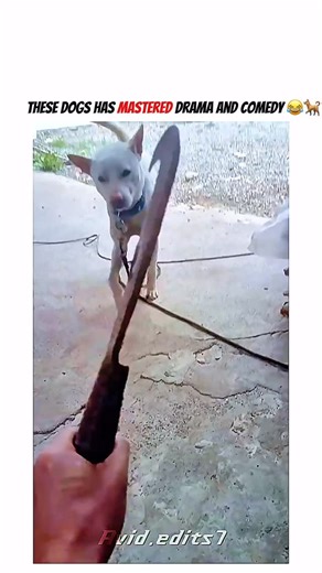 AVID EDITS on Instagram: "This reel is a rollercoaster of dog moments, blending drama, comedy, and pure cuteness. From over-the-top expressions to hilarious antics and heart-melting adorable actions, each clip keeps you engaged and entertained. These dogs prove that personality comes in every size and shape — sometimes dramatic, sometimes funny, always captivating. Watching their reactions, playful chaos, and little quirks makes it impossible to scroll away. Every moment is natural, raw, and per