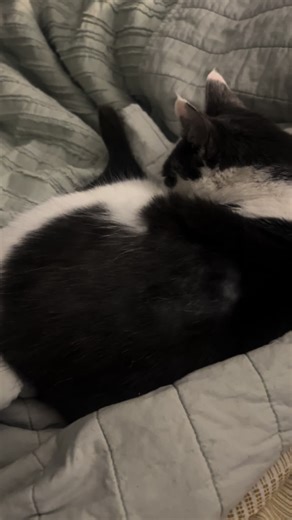 Signs of Normal Breathing in Cats: A Guide for Pet Owners