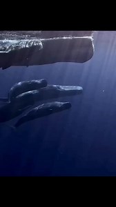 19K views · 423 reactions | Did you know that sperm whales are the...