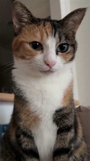 ketika sioyen merengek males gerak #cat #cute #pets #kitten