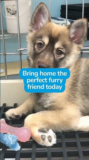 Experience Puppies Beyond the Screen