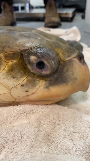 20K views · 640 reactions | ⭐️ Introducing star ⭐️ A big shout out and thank you to the family who alerted us about her location. Thanks to your help we were able to rescue Star and give her the care she needs 殺 | Sea Turtle, Inc | Facebook