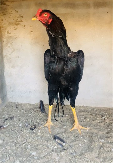 Mianwali Aseel Murgha: Unraveling Excellence