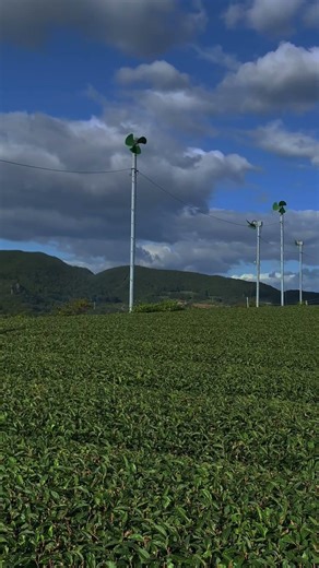 Tea Fields of Kyushu, Japan 🍵