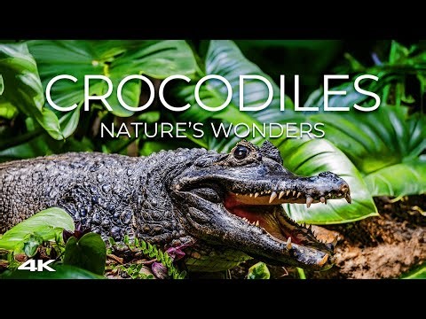🐊 Untamed Crocodiles in 4K 🌍 | Close Encounters & Drone ✨ | Nature’s Wonders 🌿