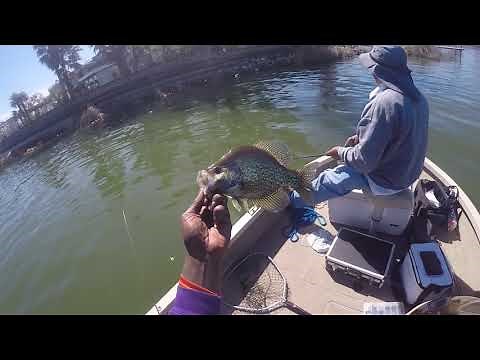Crappie Fishing Clear Lake