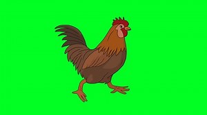 Green Screen Animation Rooster 2d Character Stock Footage Video (100% Royalty-free) 1098729673 | Shutterstock