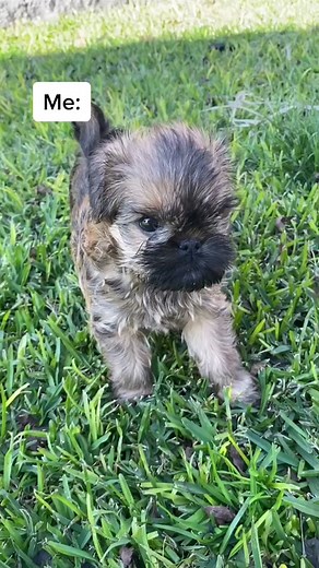 Ooops 🤷🏼‍♀️ #oopsididitagain #brusselsgriffon #grumpygriffons #griffonbruxellois #puppiesoftiktok #dogtok #foryou #fyp