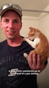 12M views · 211K reactions | Rescue cat falls in love with the new girl cat in his house — but she's in love with someone else  | The Dodo | Facebook
