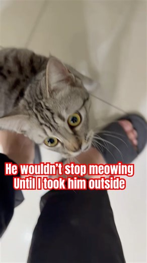 He Wouldn’t Stop Meowing… Until I Took Him Outside 😳牠叫到不行…直到我把牠抱出門 😳#cat #kitten