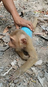 3.9K views · 23 reactions | Spotted a very pity tree-rat really in danger now #Poorlittlemonkey #Babymonkey #Helpbabymonkey #Recusemonkey #Babymonkey #Sadbabymonkey #monkeylove #monkeylife #monkeyfun #Monkeyvideos #Monkeylover | Qie's Pets | Facebook