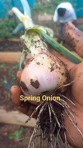 Red Spring Onion taken from Santo market from WestCoast Mama's and replanted at Ta Vai Peri-Urban Backyard | Ta Vai Peri-Urban Backyard
