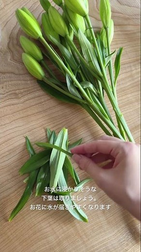 オンラインのお花屋さん、産地直送でお届けする百合のお世話方法📦🕊️ #お花屋さん