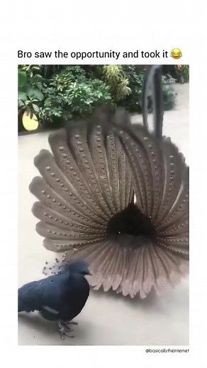 Funny Bird Dancing Compilation