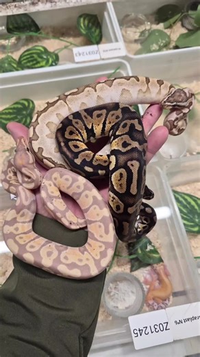 Animalerie Nivanaka on Instagram: "🐍Je vous ai ramené de beaux Pythons 🐍 J’ai pas craqué a la bourse de Bethune ! Mais ca ne m’a pas empêché de vous ramener quand meme de beaux spécimens. Des Pythons, des geckos et des boas a venir découvrir. Permis eux de belles mutations : Banana, Bamboo, Pastel Sable, Snow, Motley léopard... 🤩 Vient egalement découvrir nos rayons occasion a saisir 👊 A ce week-end 😁 #argences #animalerie #moult #normandie #calvados #caen #pourtoi #reptiles #pythonregius #