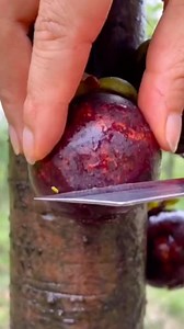 441K views | There's a whole sweet fruit paradise here!!! | Healing With Nature | Facebook