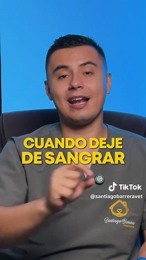 Celo en perras: Lo que todo tutor debe saber