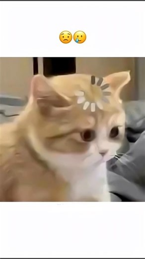 btao bhai koii aisa kyu karega 😭🥹 #trending #trendingshorts #catmemes #catvideos #funny #sadstatus