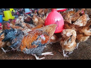 How to Start a Successful Breeder Poultry Farm: Secrets to High Profit & Healthy Flock!