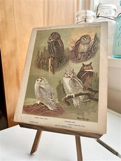 Vintage Owl Bird Print 1960s, Bird Portraits in Color Book Plate: Ornithology Illustration - Etsy
