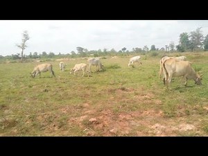 Peaceful Cows Grazing in Cambodia’s Countryside | Rural Farm Life Documentary ‪@Bongthea0909‬