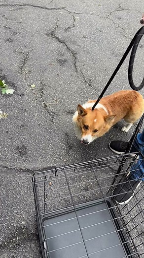 If you have followed us for a while you can probably see how common dogs like Harry are. It’s so heartbreaking to see so many dogs that were never allowed to be dogs. The thing to remember is that dog breeding does not have to be like this. While we can push for laws to protect animals and shut down puppy mills, one of the most important things we can do is change the narrative about how people get a new dog. It should not be normal to do a five minute search online, find an animal that you thin