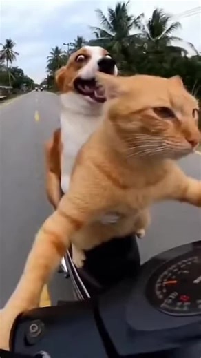 #kucinglucu #kucingtiktok #hiburan #fypage #anjingtiktok🐶