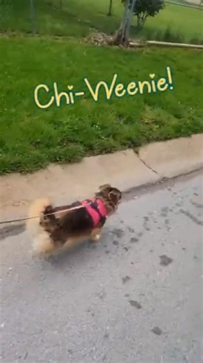 Chi-Weenie | Chihuahua Dachshund BITE SIZED SHORT DOG VIDEO | CHI-WEENIE | DOG GUY DARIN | #shorts