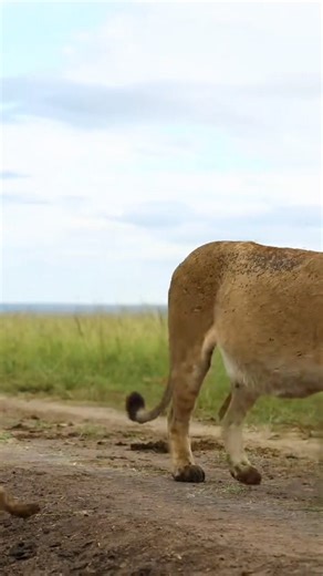 KENYA Best Bush to Beach Vacation unwind From 𝗦𝗲𝗽𝘁𝗲𝗺𝗯𝗲𝗿 & 𝗢𝗰𝘁𝗼𝗯𝗲𝗿 𝟮𝟬𝟮𝟱 》USD. 5,490 per person sharing 》USD. 6,890 single occupancy 𝗡𝗼𝘃𝗲𝗺𝗯𝗲𝗿 𝘁𝗼 𝟭𝟵𝘁𝗵 𝗗𝗲𝗰𝗲𝗺𝗯𝗲𝗿 𝟮𝟬𝟮𝟱 》USD. 4,450 per person sharing 》USD. 5,550 single occupancy 𝐏𝐀𝐂𝐊𝐀𝐆𝐄 𝐂𝐎𝐒𝐓 𝐈𝐍𝐂𝐋𝐔𝐃𝐄𝐒: 𝙽𝙰𝙸𝚁𝙾𝙱𝙸 ▪︎ 01 night accommodation at Hemingways Nairobi/Eden ▪︎ Meals on Bed & Breakfast ▪︎ Airport pick up from JKIA 𝙼𝙰𝚂𝙰𝙸 𝙼𝙰𝚁𝙰 ▪︎ 03 nights at Hemingways Ol Seki ▪︎ Meals o