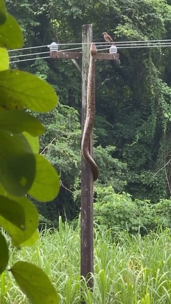 Silent Glide: Wild Snake Navigating Its Surroundings 🐍 #Shorts