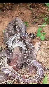 Komodo dragon fighting a python  #WildlifeBattle #NatureVsNature #PredatorVsPrey #KomodoVsPython | الرمادي الجيل الجديد | Facebook