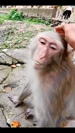 Monkey Interaction: A Heartwarming Moment in Nature