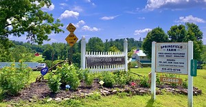 Shop Small with Stevie: Springfield Farm