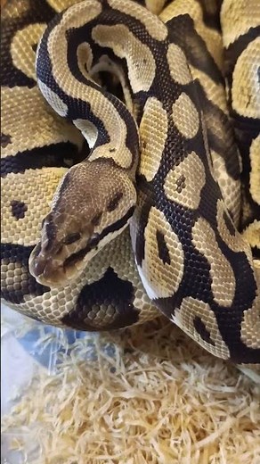 ✨ The Original Pastel Ball Python — A True Classic 🐍