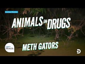 Forrest Galante uncovers the dark side of wildlife in Animals on Drugs | Cincy Lifestyle