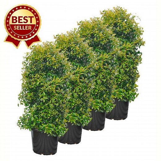 Lilly Pilly Resilience SUPER ADVANCED 400mm pot | Hedging & Screening