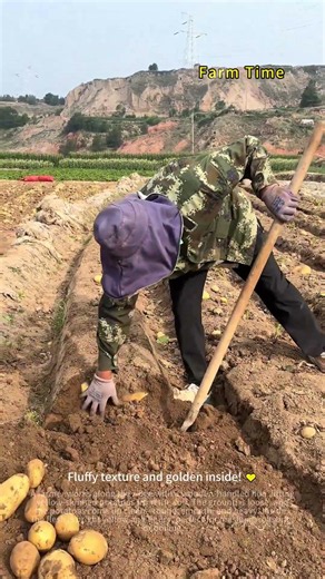 Hand-Harvesting Yellow-Fleshed Potatoes 🥔