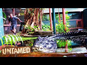 Collecting Poop From a Deadly Crocodile! 🐊 Untamed