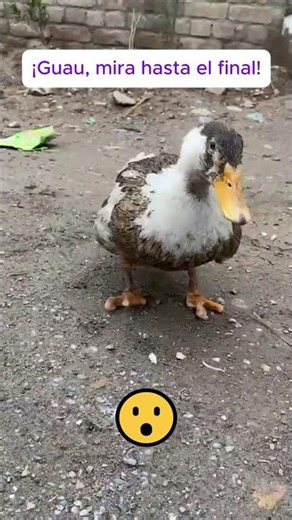Este pato encuentra su comida favorita #satisfacción #animales