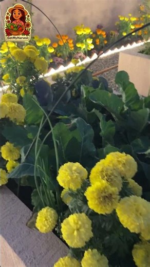 Night Mein Mera Garden Chamak Raha Hai | GetMyHarvest Night Garden in December #shorts