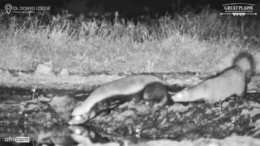 A white-tailed mongoose tried to square up to a honey badger this weekend - tail fluffed, full of sass, and maybe looking for a brawl...or a game of tag? 🤔 The badger wasn't having it. Great Plains Conservation #AfricamMoments #HoneyBadgerDontCare #MongooseMadness #OlDonyoLive | Africam
