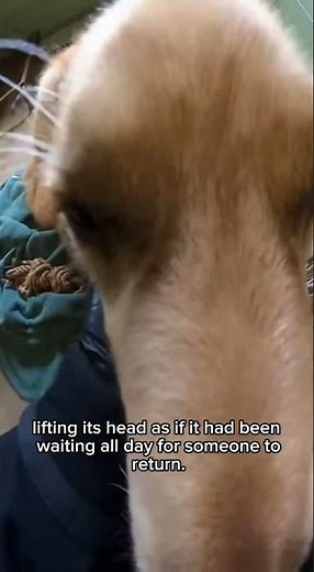 heroic officers save pets from abandoned shelter 🙏🏻 #rescue #pets #dogmoms #catlovers #petlover