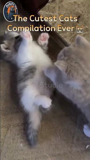 Too Cute to Handle! Best Cat Clips 🎞️
