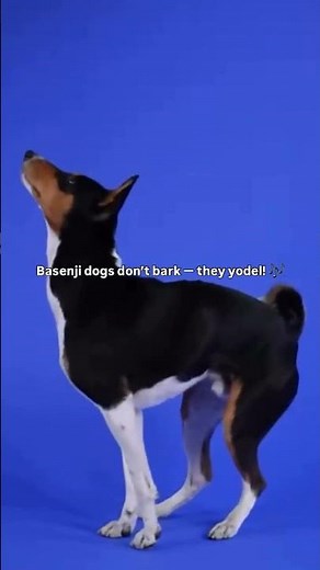 Ever heard a dog yodel instead of bark? Meet the Basenji — the “African Barkless Dog”! 🐕