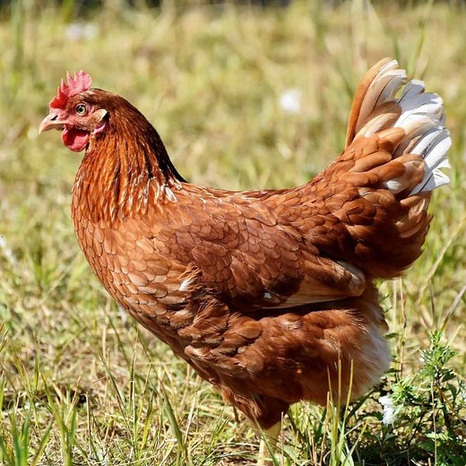 105+ Chicken Puns (Eggs-cellently Funny and Compre-hen-sive List)