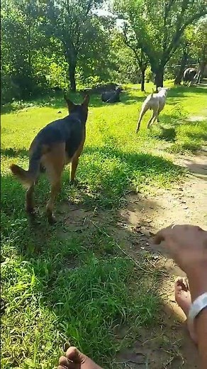 The Bhotia Dog: An Ancient Breed For Modern Survival